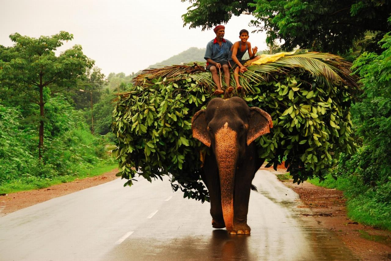 Goa, India holidays 0